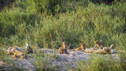 非洲狮子在克鲁格国家公园, 南非猫科动物虎的钱币