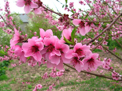 春天桃花盛开在花园中