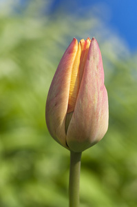 郁金香芽