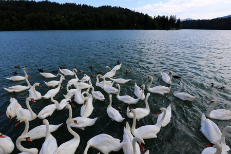 在斯洛文尼亚, 白天鹅住在一个有淡水的湖泊里。
