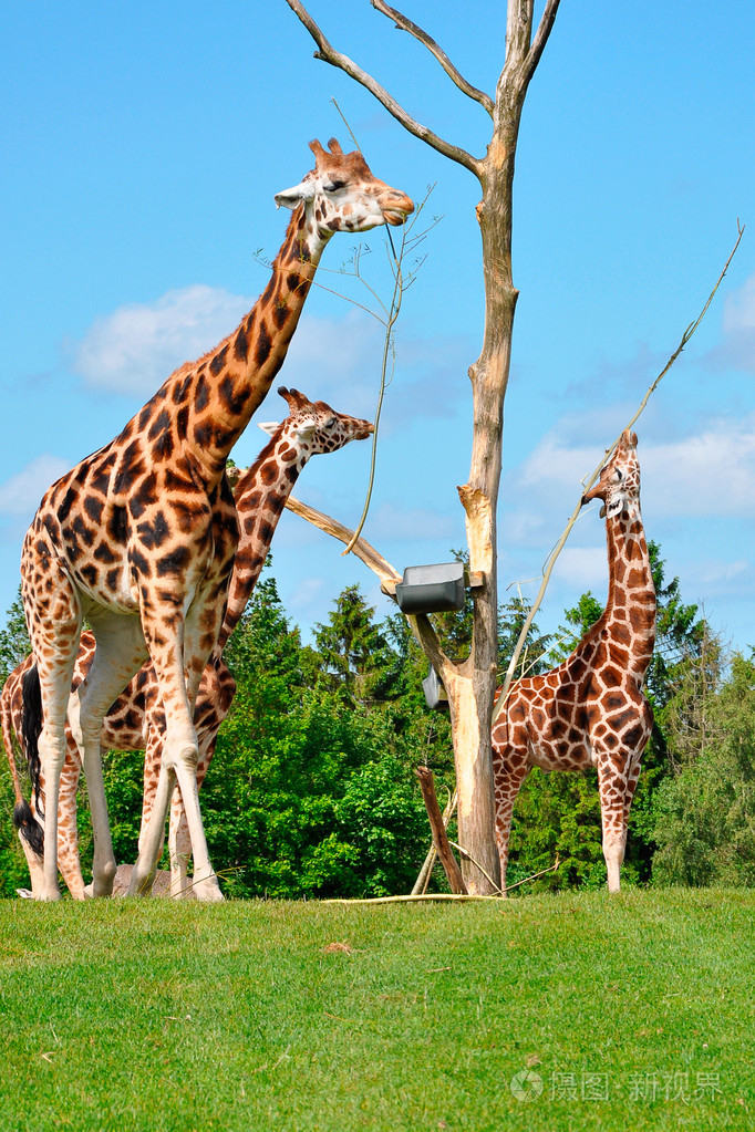 巴林戈丹麦吉夫斯库动物园里的长颈鹿