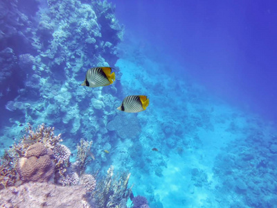 海底世界的海洋, 两只蝴蝶鱼, 珊瑚, 在海底的背景和蓝色的海洋深度