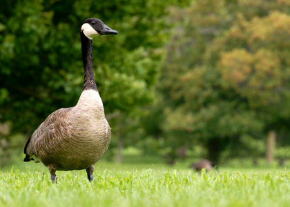 加拿大鹅科图片