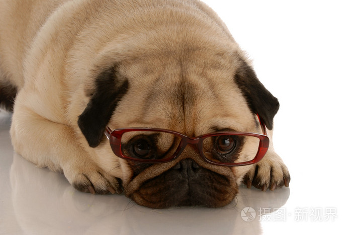 可爱的八哥犬狗与悲伤的表情戴棕色眼镜照片 正版商用图片060cwv 摄图新视界 可爱的八哥犬狗与悲伤的表情戴棕色眼镜照片 正版商用图片060cwv 摄图新视界