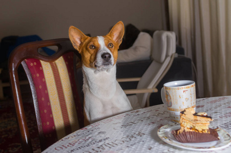 华丽华丽的 basenji 狗坐在餐桌上的, 并准备品尝蛋糕与茶帽