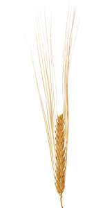 单穗的大麦上白色隔离