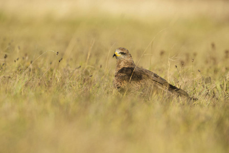 黑风筝Milvus migrans, 美丽的大型猛禽从老世界森林和丘陵, 东部 Rodope 山脉, 保加利亚