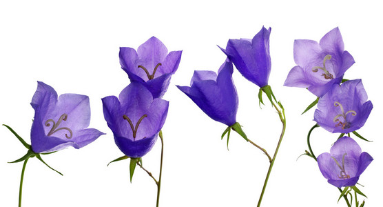 组大型孤立蓝色风信子花照片