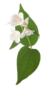 茉莉花白色的花在绿色的树叶上