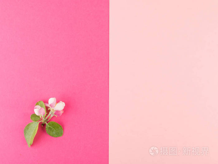 美丽的早春花园花背景与绽放的淡粉色苹果花平躺和顶部的看法.创意粉