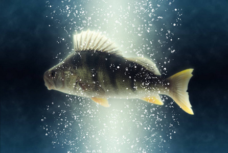 大河欧洲鲈鱼 perca fluviatilis.在水背景上.软焦点照片