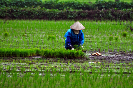 越南农民种植水稻对水稻种植的宁平 越南