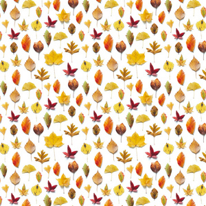 秋天图案以五颜六色 枫树, 桦木, 椴树, 银杏 叶子在白色背景