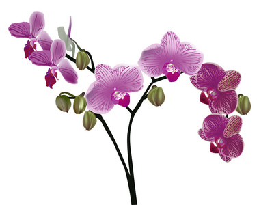 隔离紫色兰花花卉分公司图片