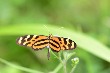 Eueides 伊莎贝拉, 伊莎贝拉的 longwing 或伊莎贝拉的莉亚一个美丽的热带蝴蝶