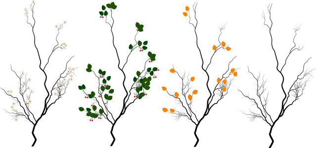 四个季节孤立的树
