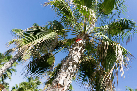 天空棕榈夏天风景