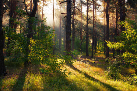 早晨在森林里。太阳光线。漫步大自然