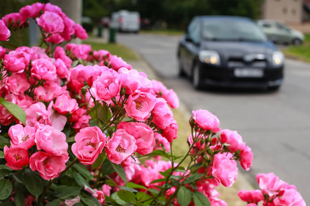 关闭粉红色玫瑰花灌木旁边的道路与汽车路过