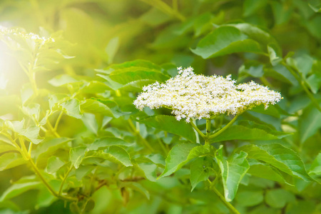 春时灌木上接骨木莓白花从接骨木莓花饮的保健茶在木桌上喝接骨木莓