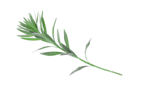 白色背景下植物绿茎的分离照片