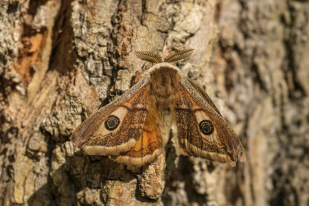 皇帝蛾Saturnia pavonia, 美丽的飞蛾从欧洲, 捷克共和国