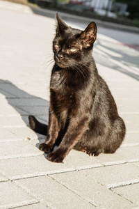 黑猫在院子里