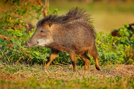 野生猪, 白唇 peccary, Tayassu pecari, 异国情调的动物运行在自然栖息地, 美丽的黄昏阳光, 在日落期间