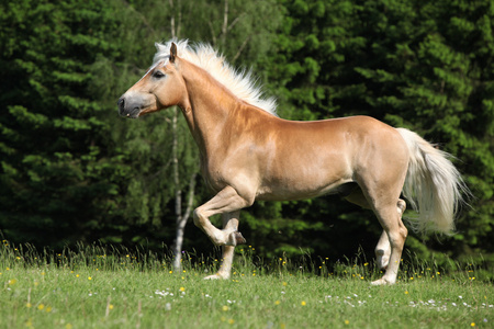 好 haflinger 种马在牧草上运行