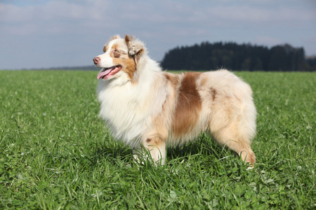 在自然中的华丽澳大利亚牧羊犬