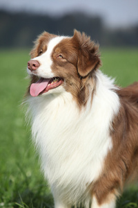 华丽澳大利亚牧羊犬在自然中的肖像