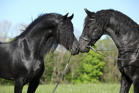 两个彼此相遇的华丽 friesian 匹种马