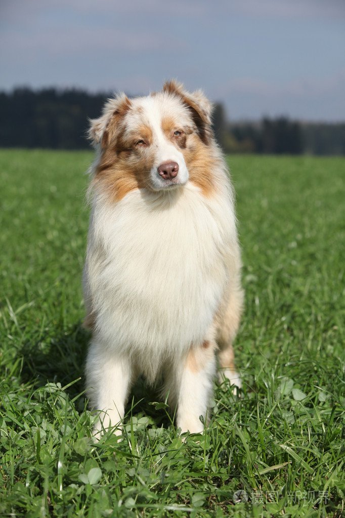 在大自然的美丽澳大利亚牧羊犬