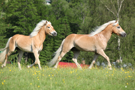 在牧草上运行的两个 haflinger 马