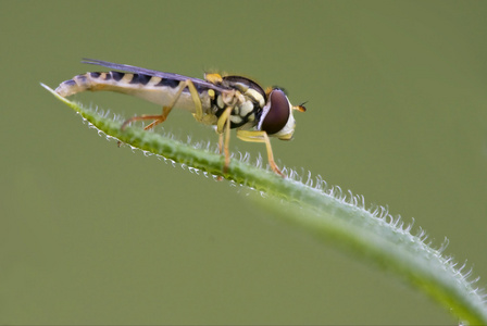 绿色的叶子上 eristalis