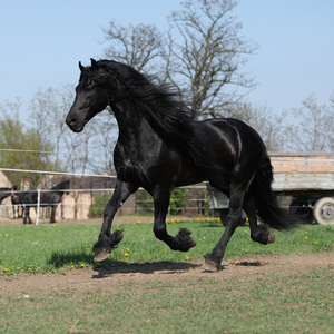 在牧草上运行的长鬃毛的华丽 friesian 种马。