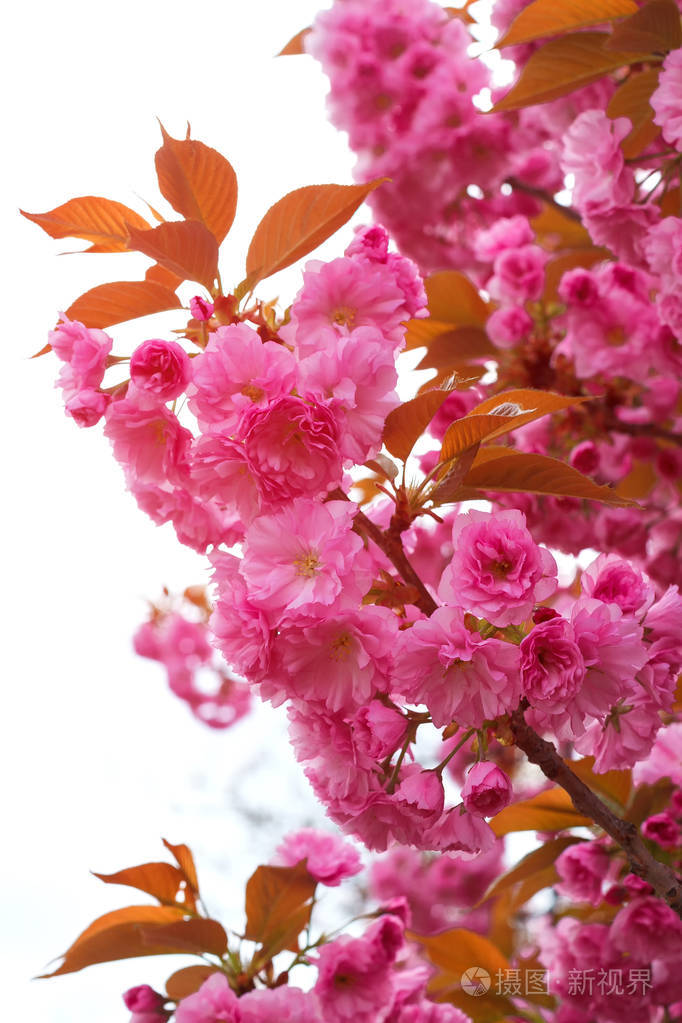 樱花.樱花盛开的春天,美丽的粉红色花朵