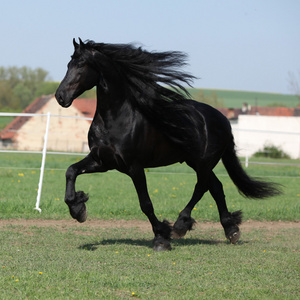 华丽 friesian 种马在牧草上运行