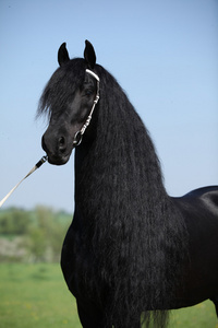 长鬃毛的华丽 friesian 种马。