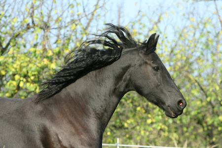 friesian 马在秋天中运行