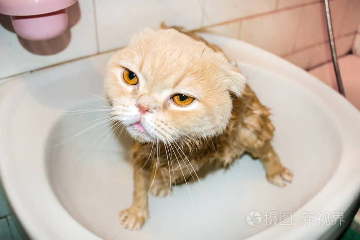 湿苏格兰折叠猫在沐浴期间。滑稽的哀伤的奶油猫与被折叠的耳朵坐在 