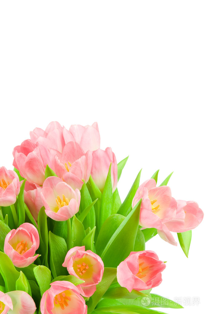 孤立在白色背景上的粉红郁金香
