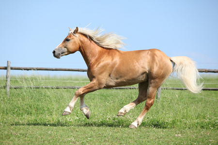 美丽 haflinger 种马在牧草上运行