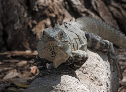 黑色刺鬣蜥, 黑色鬣蜥或黑色 ctenosaur 在废墟前玛雅城市 edzna, 墨西哥
