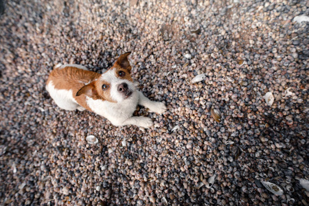 狗躺在海边的贝壳上。杰克罗素梗