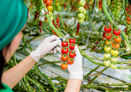 农民手里拿着新鲜收获的西红柿。妇女手拿着西红柿。温室