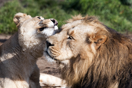 狮和母狮