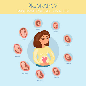 按月怀孕。embrio 发展阶段