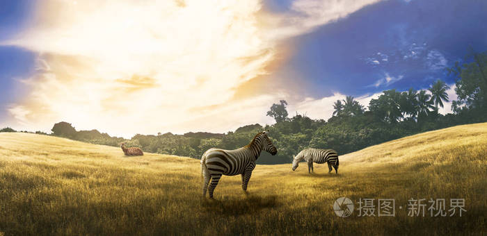 国家公园大草原上的两只斑马和一只鹿