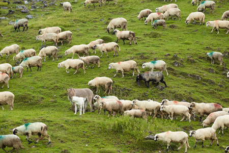 绿山草甸羊群的景观观